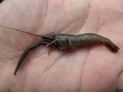 Macrobrachium japonicum