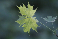 Acer platanoides