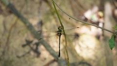 Macromidia rapida