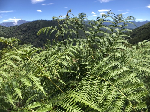 South Asian bracken