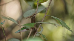 Acheron longus