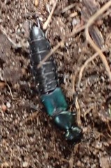 Antimerus smaragdinus