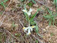 Iris palaestina