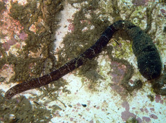 Euborlasia elizabethae