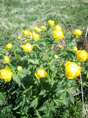 Trollius europaeus