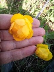 Trollius europaeus