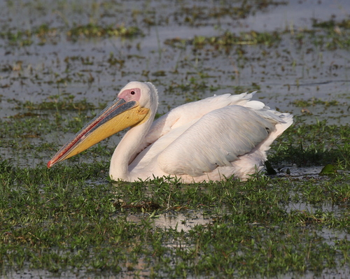 Great White Pelican