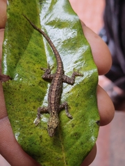 Cnemaspis littoralis