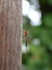 Perithous septemcinctorius