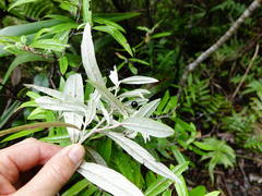 Corokia buddleioides