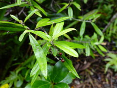 Corokia buddleioides