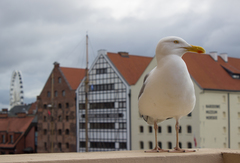 Larus argentatus