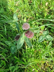 Trifolium pratense