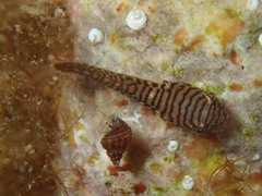 Lepadogaster candolii