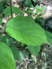 Rubus phoenicolasius