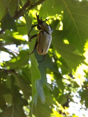 Dicronocephalus adamsi