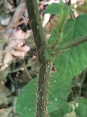 Rubus phoenicolasius