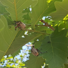 Dicronocephalus adamsi