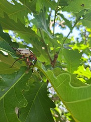 Dicronocephalus adamsi