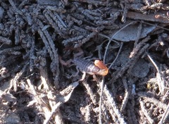 Pseudouroctonus reddelli