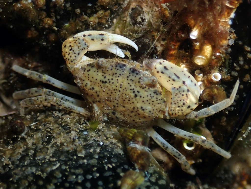 White-tipped Mud Crab