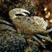 White-tipped Mud Crab - Photo (c) Sylvain Le Bris, some rights reserved (CC BY-NC), uploaded by Sylvain Le Bris
