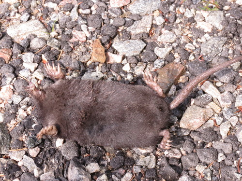 Condylura cristata