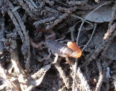 Pseudouroctonus reddelli