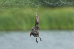 Tachybaptus ruficollis poggei