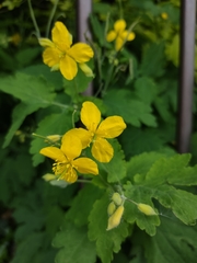 Chelidonium majus