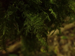 Trachyloma diversinerve