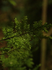 Trachyloma diversinerve