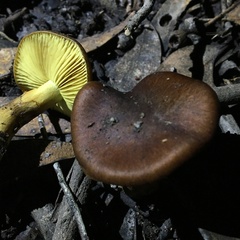 Cortinarius clelandii