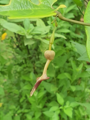 Image of Aristolochia acuminata by (c) Cheongweei Gan, some rights reserved (CC BY)