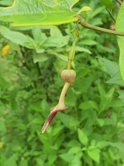 Aristolochia acuminata