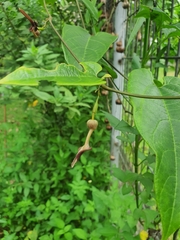 Aristolochia acuminata