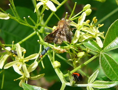 Dysodia granulata