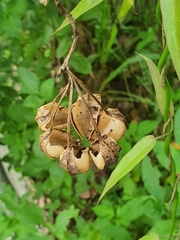 Aristolochia acuminata
