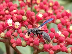 Allorhynchium argentatum