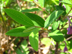 Daphne genkwa