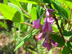 Daphne genkwa