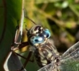 Austroaeschna subapicalis