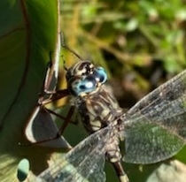 Austroaeschna subapicalis