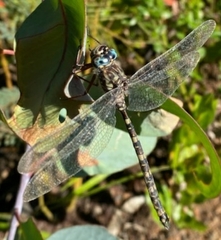 Austroaeschna subapicalis