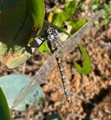 Austroaeschna subapicalis