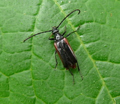 Pseudostrangalia cruentata