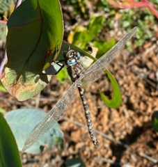 Austroaeschna subapicalis