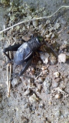 Nigrogryllus sibiricus