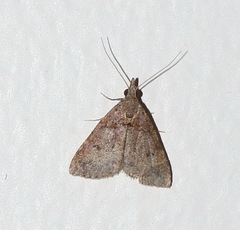 Alapadna pauropis