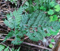 Dryopteris guanchica